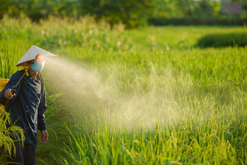Asian farmers spray herbicides Farmers spray insecticides in rice fields in Vietnam.