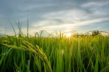 Green rice field or young rice plant in beautiful rice fields and sunset sky background with sunlight.