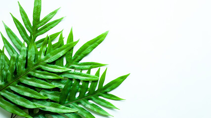 greenl fern leaf isolated on white background, Flat lay, fresh wallpaper and banner concept