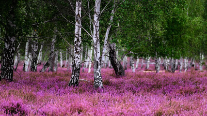 Birch blooming calluna flowers ( Calluna vulgaris).