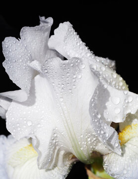 White Flower With Water Drops