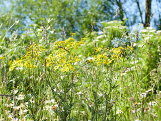 Gelbe Wildblume yellow wildflower