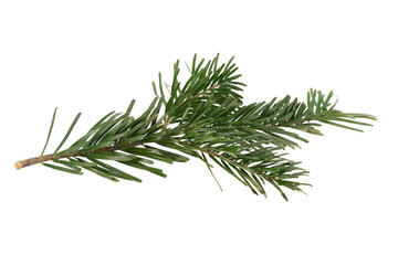 Branch of Nordmann Fir Christmas Tree. Green spruce or pine branch with needles. Isolated on white background. Close up top view.