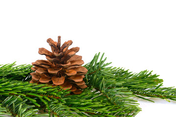 Fototapeta premium Spruce branch with a big cone Green spruce or pine branch with needles. Isolated on white background. Closeup.