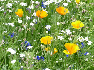 orange poppy in a flower meadow Oranger Mohn in einer Blumenwiese