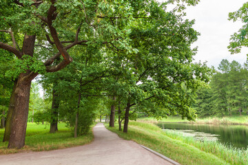 Landscape of a park in summertime