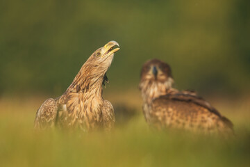 Obraz premium White tailed eagle (Haliaeetus albicilla)