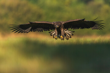 White tailed eagle (Haliaeetus albicilla)