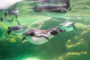 フンボルトペンギン