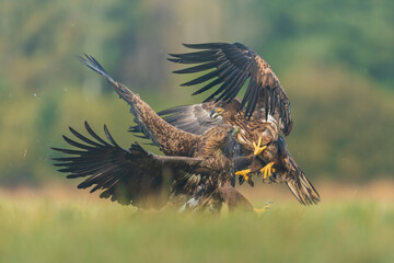 Two White tailed Eagle (Haliaeetus albicilla) fighting in the air. Flying Sea Eagle.