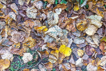 Autumn fallen leaves on the lawn in the Park
