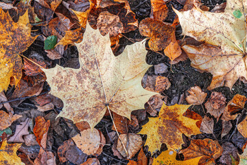 Autumn yellowed, fallen leaves in the forest