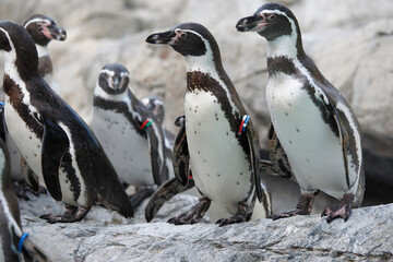 フンボルトペンギン