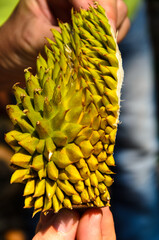 Schale Stinkfrucht in Händen
