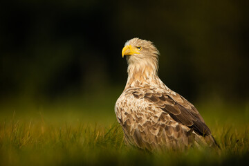 White tailed eagle (Haliaeetus albicilla)