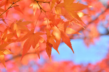 モミジの紅葉