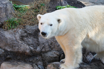 ホッキョクグマ