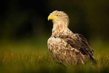 White tailed eagle (Haliaeetus albicilla)