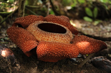 Rare tropical giant flower rafflesia arnoldii in full bloom in Borneo island rainforest mountains