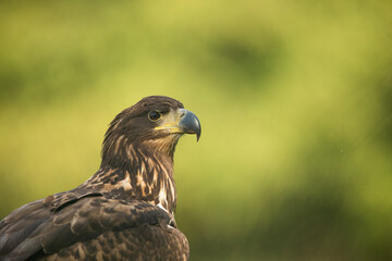 White tailed eagle (Haliaeetus albicilla)