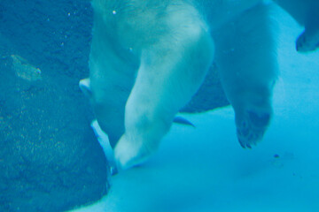 ホッキョクグマ