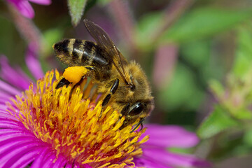 Biene beim Nektar sammeln auf Blüte