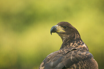 White tailed eagle (Haliaeetus albicilla)
