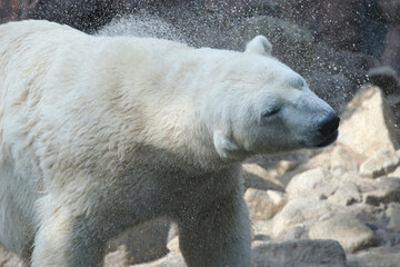ホッキョクグマ