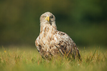 White tailed eagle (Haliaeetus albicilla)