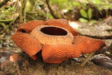Rare tropical giant flower rafflesia arnoldii in full bloom in Borneo island rainforest mountains