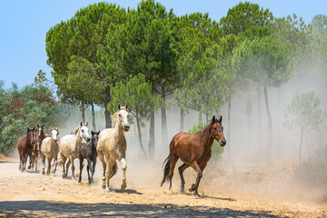 Yeguada en el coto doñana 
