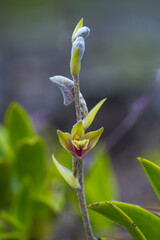 close up Eria Lasiopetala orchid 