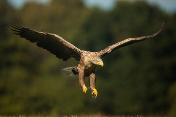 White tailed eagle (Haliaeetus albicilla)