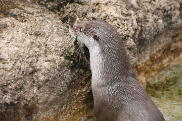 ユーラシアカワウソ