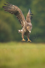 White tailed eagle (Haliaeetus albicilla)