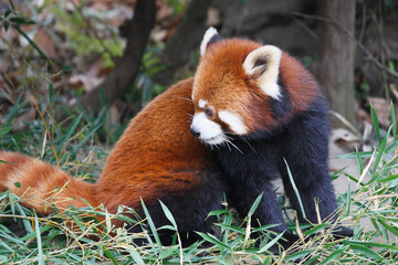 レッサーパンダ