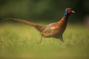 Ringneck Pheasant (Phasianus colchicus) male
