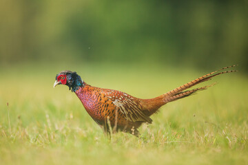 Ringneck Pheasant (Phasianus colchicus) male