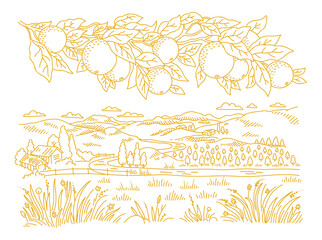 Rural landscape. Branch of an orange tree. Leaves and fruits. Garden trees. Village field. Hand drawn sketch. Countryside. Contour vector line.