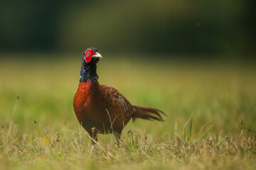 Ringneck Pheasant (Phasianus colchicus) male