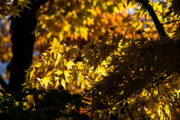 Trees in Autumn/fall Colours