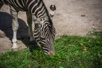Fototapeta na wymiar Closeup of zebra at the zoo