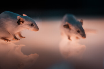 White laboratory rats isolated on luminous glass surface. Biological research lab, high tech...
