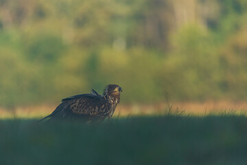 White tailed eagle (Haliaeetus albicilla)