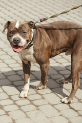 Sad pitbull portrait in sunny street, homeless dog