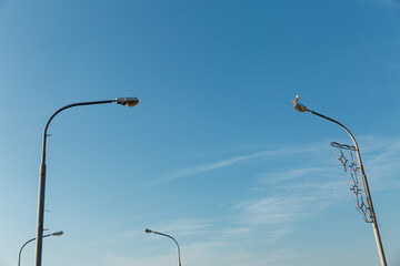 Seagull sits high on a street lamp post against a blue cloudless sky. Close up of a lone white...