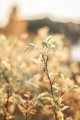 Autumn branch in the forest. Season, nature and environment concept