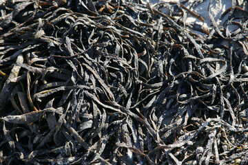 close up of sea wheat