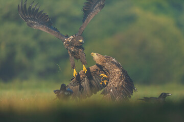 Two White tailed Eagle (Haliaeetus albicilla) fighting in the air. Flying Sea Eagle.