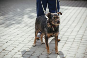 Person walking with  fluffy old dog in sunny street, homeless doggy